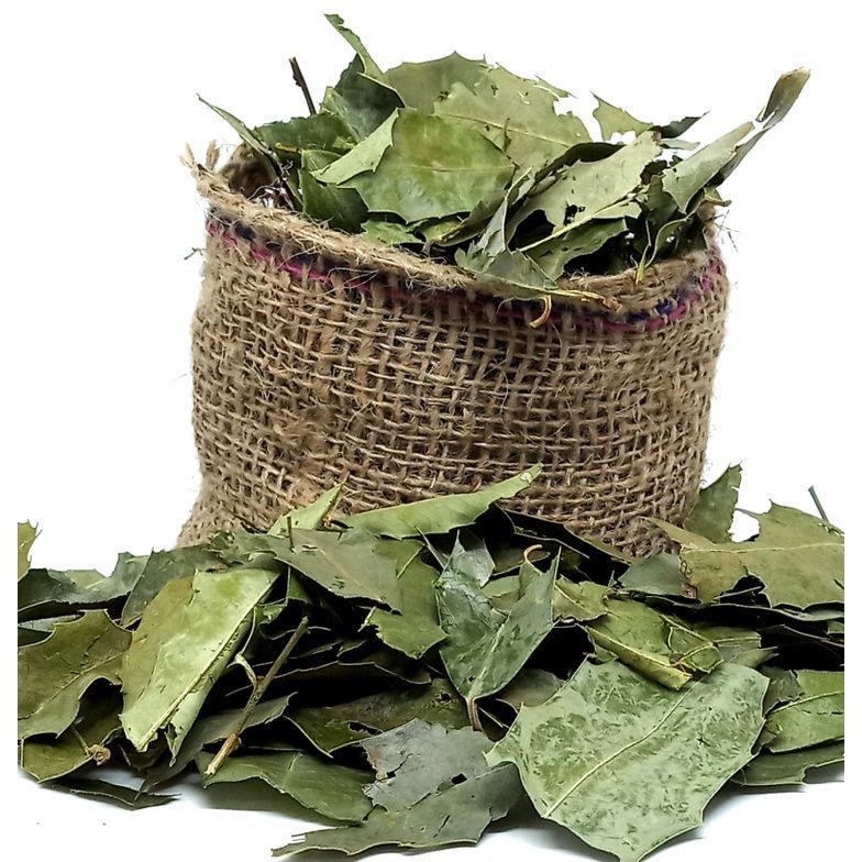 espinheira santa erva medicinal loja de produtos naturais Cianorte PR