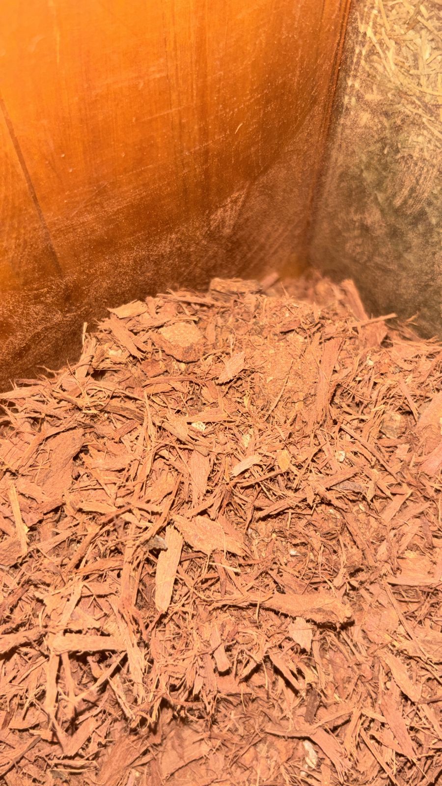 uxi amarelo erva medicinal loja de produtos naturais Cianorte PR
